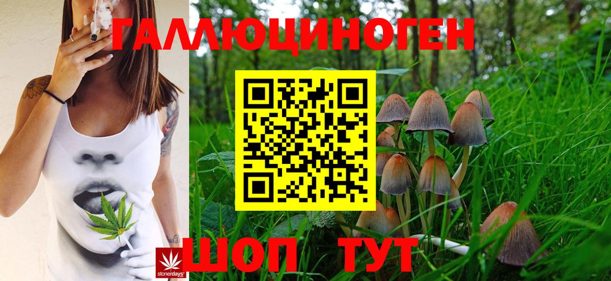 Псилоцибиновые грибы Psilocybe Пенза
